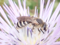 Halictus fulvipes