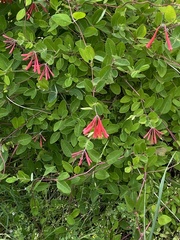 Lonicera sempervirens
