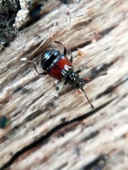 Rybaxis longicornis