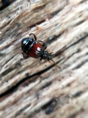 Rybaxis longicornis