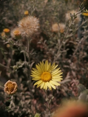 Xanthisma spinulosum