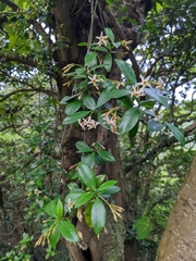 Trachelospermum asiaticum