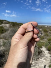 Leptotyphlops nigricans