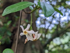 Trachelospermum asiaticum