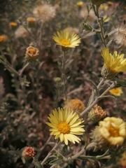 Xanthisma spinulosum