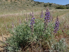 Lupinus elatus