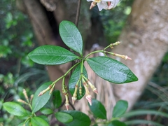 Trachelospermum asiaticum