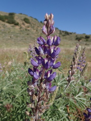 Lupinus elatus