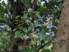 Trachelospermum asiaticum