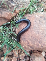 Archispirostreptus syriacus