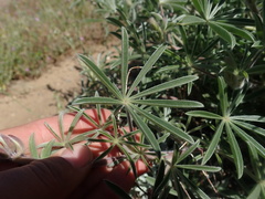 Lupinus elatus
