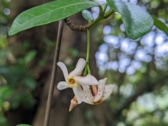 Trachelospermum asiaticum