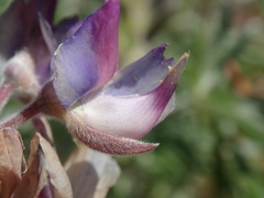 Lupinus elatus