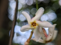 Trachelospermum asiaticum