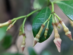 Trachelospermum asiaticum