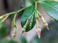 Trachelospermum asiaticum
