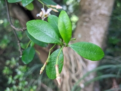 Trachelospermum asiaticum