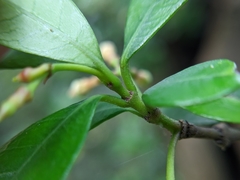 Trachelospermum asiaticum