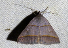 Ptichodis herbarum