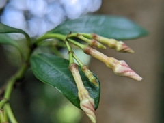 Trachelospermum asiaticum