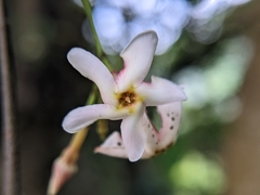 Trachelospermum asiaticum