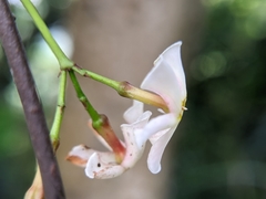 Trachelospermum asiaticum