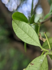 Trachelospermum asiaticum
