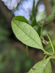 Trachelospermum asiaticum