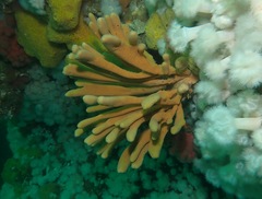 Amphilectus digitatus