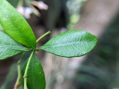 Trachelospermum asiaticum
