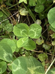 Trifolium repens