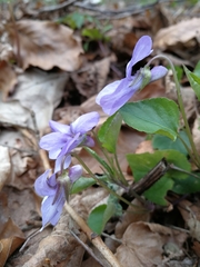 Viola × bavarica