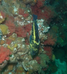 Sebastes nebulosus