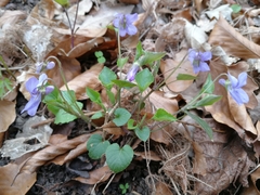 Viola × bavarica