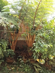 Sphaeropteris lepifera