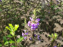 Acanthus ilicifolius