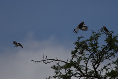 Lanius excubitoroides