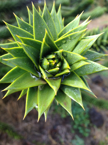 monkey-puzzle
