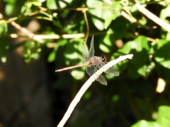 Orthemis ambinigra