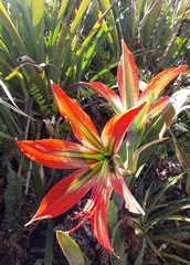 Hippeastrum morelianum