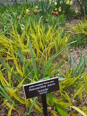 Hakonechloa macra