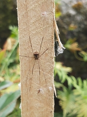 Leiobunum blackwalli