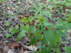 Thaspium trifoliatum trifoliatum