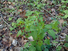 Thaspium trifoliatum trifoliatum