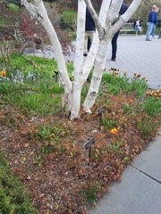 Epimedium × perralchicum