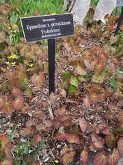 Epimedium × perralchicum