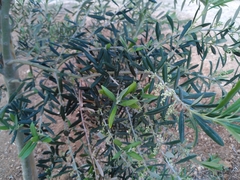 Olea europaea