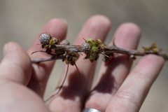 Tanaostigmodes howardii