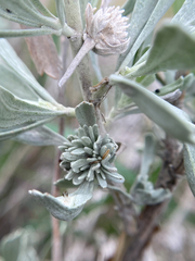 Rhopalomyia cramboides