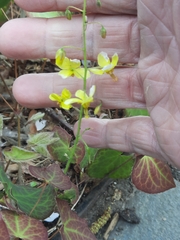 Epimedium × perralchicum